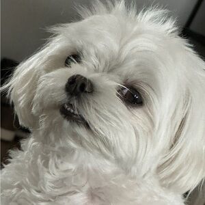 Meet your Posher, Annie